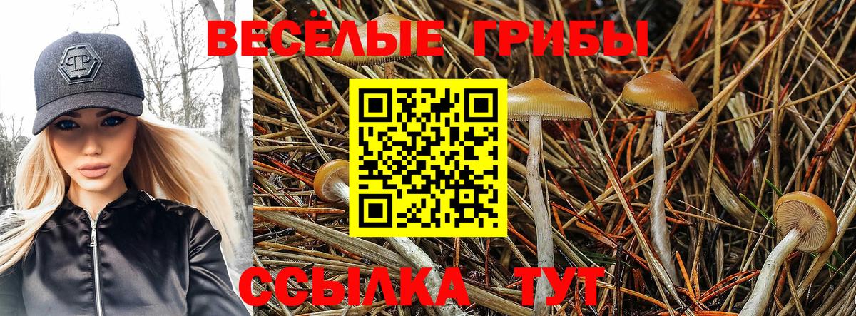 Галлюциногенные грибы Psilocybe Химки